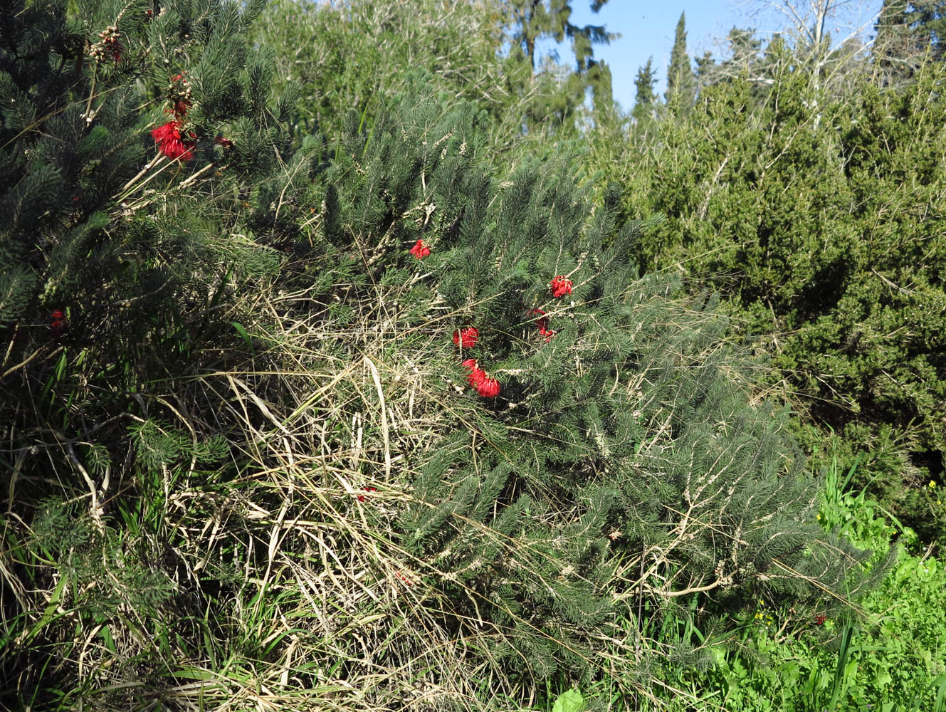 Image of Calothamnus villosus specimen.