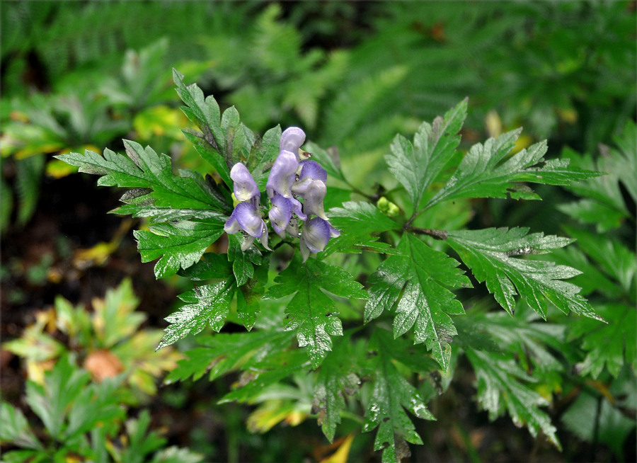 Image of genus Aconitum specimen.