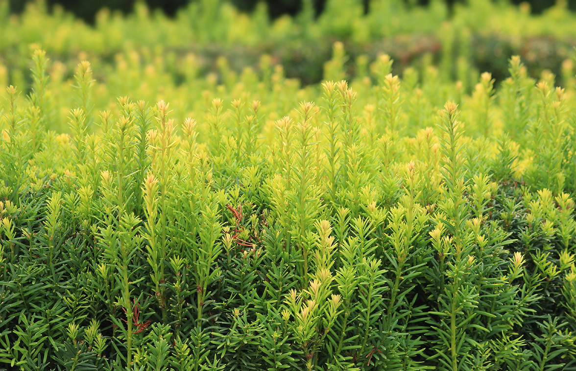 Image of Taxus baccata specimen.