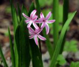 Hyacinthus orientalis. Цветущее растение (культивар). Московская обл., Раменский р-н, окр. дер. Хрипань, садовый участок. 03.05.2016.