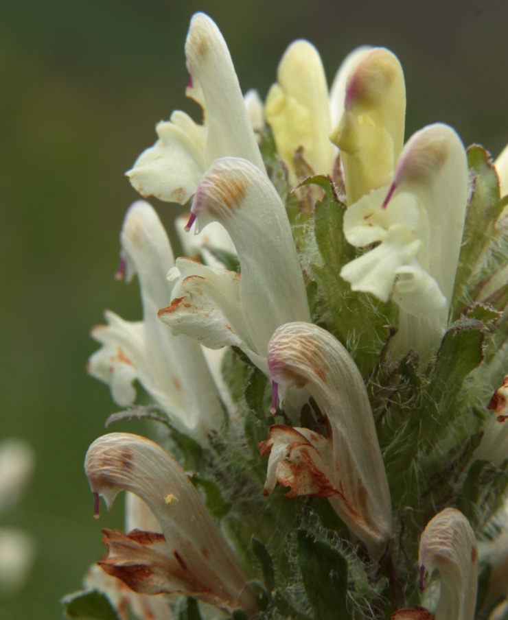 Image of Pedicularis physocalyx specimen.