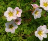 Saxifraga &times; arendsii