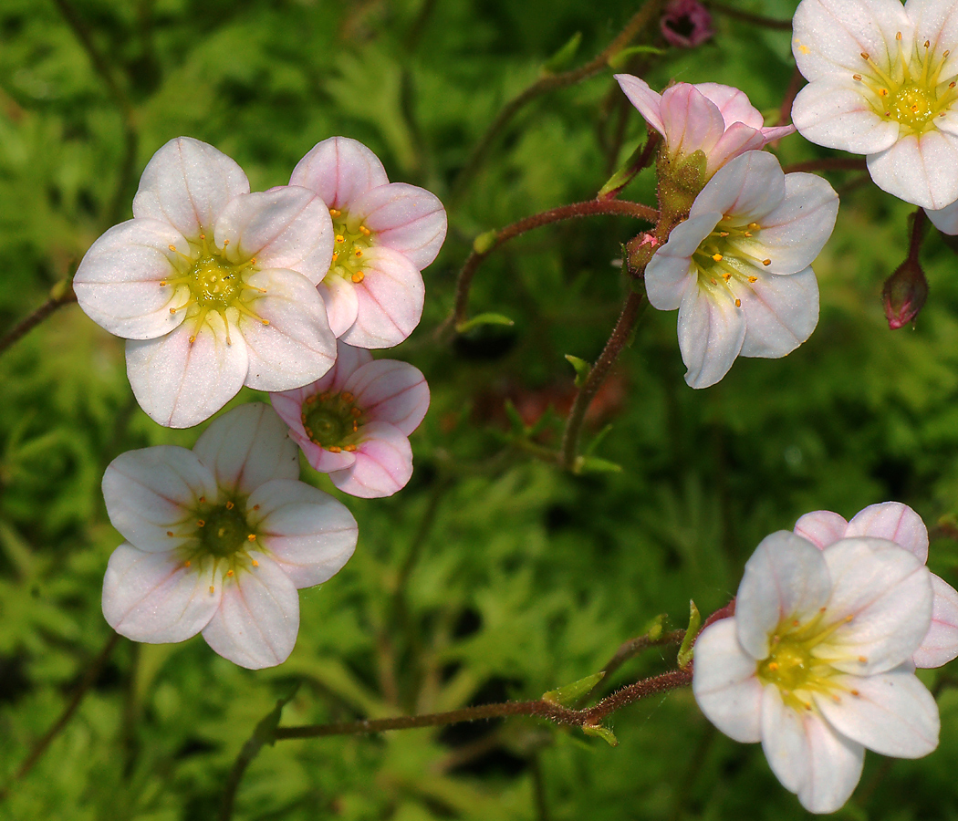 Image of Saxifraga &times; arendsii specimen.