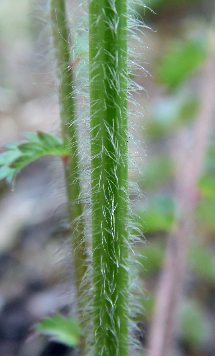 Image of Poterium polygamum specimen.