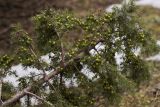 Juniperus deltoides. Верхушка поваленного дерева с незрелыми шишкоягодами. Греция, Пелопоннес, окр. г. Витина; туристическая тропа в пихтовом лесу на западном склоне горы Менало. 23.03.2015.