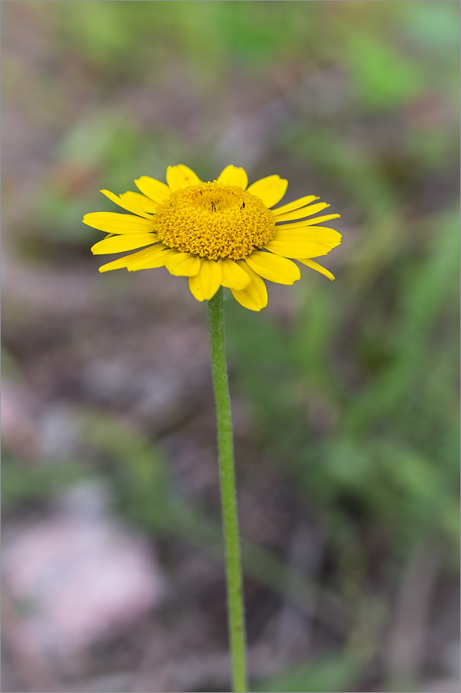 Image of Anthemis tinctoria specimen.