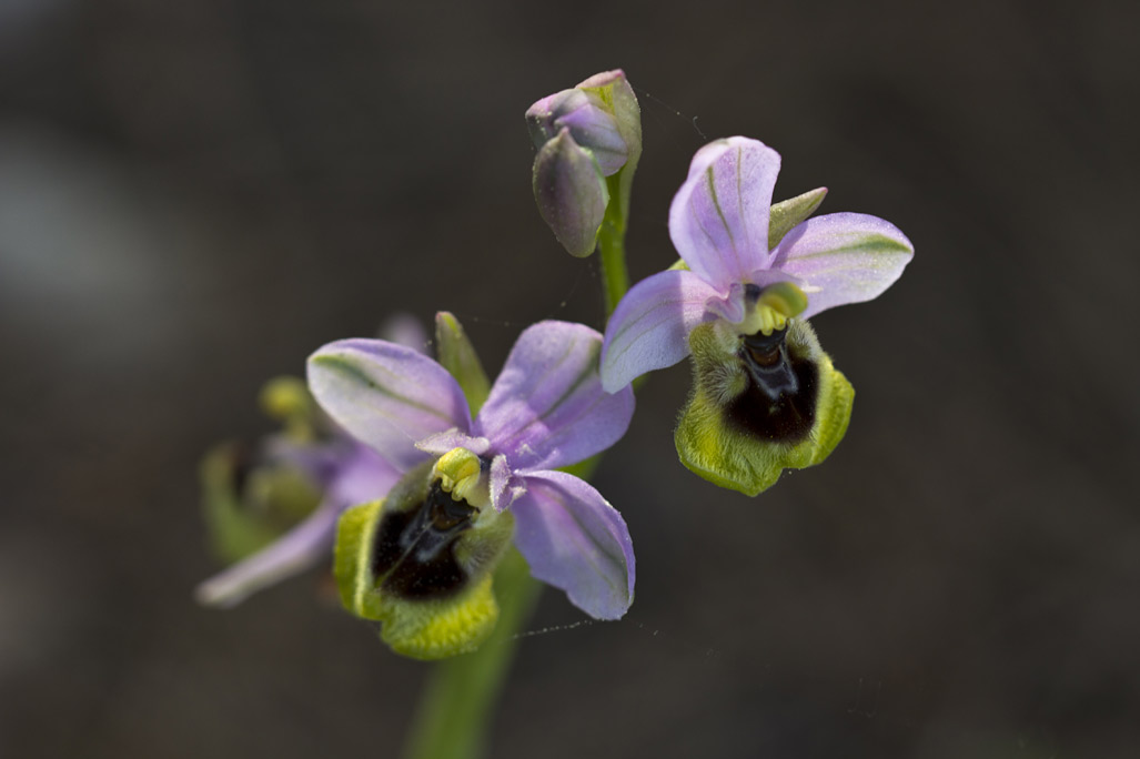 Image of Ophrys tenthredinifera specimen.