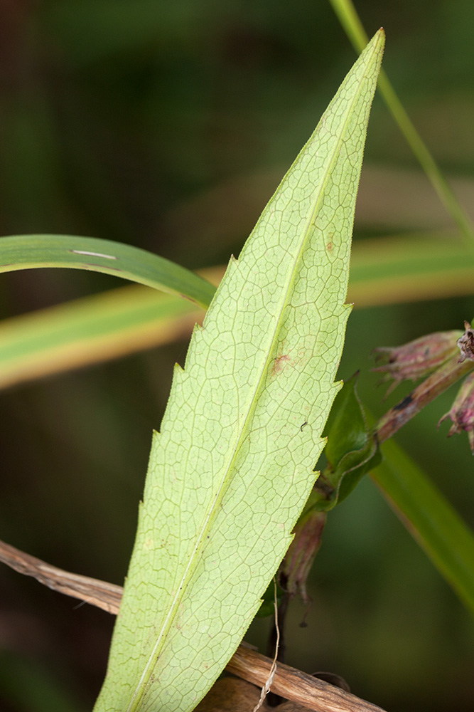 Image of Symphyotrichum &times; salignum specimen.