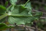 Myosoton aquaticum. Лист (нижняя сторона). Республика Адыгея, г. Майкоп, западная окраина города, у тропинки у безымянного пруда, образованного сточными водами. 08.10.2016.