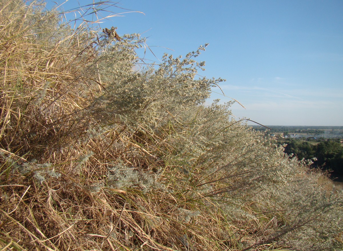 Image of Artemisia austriaca specimen.