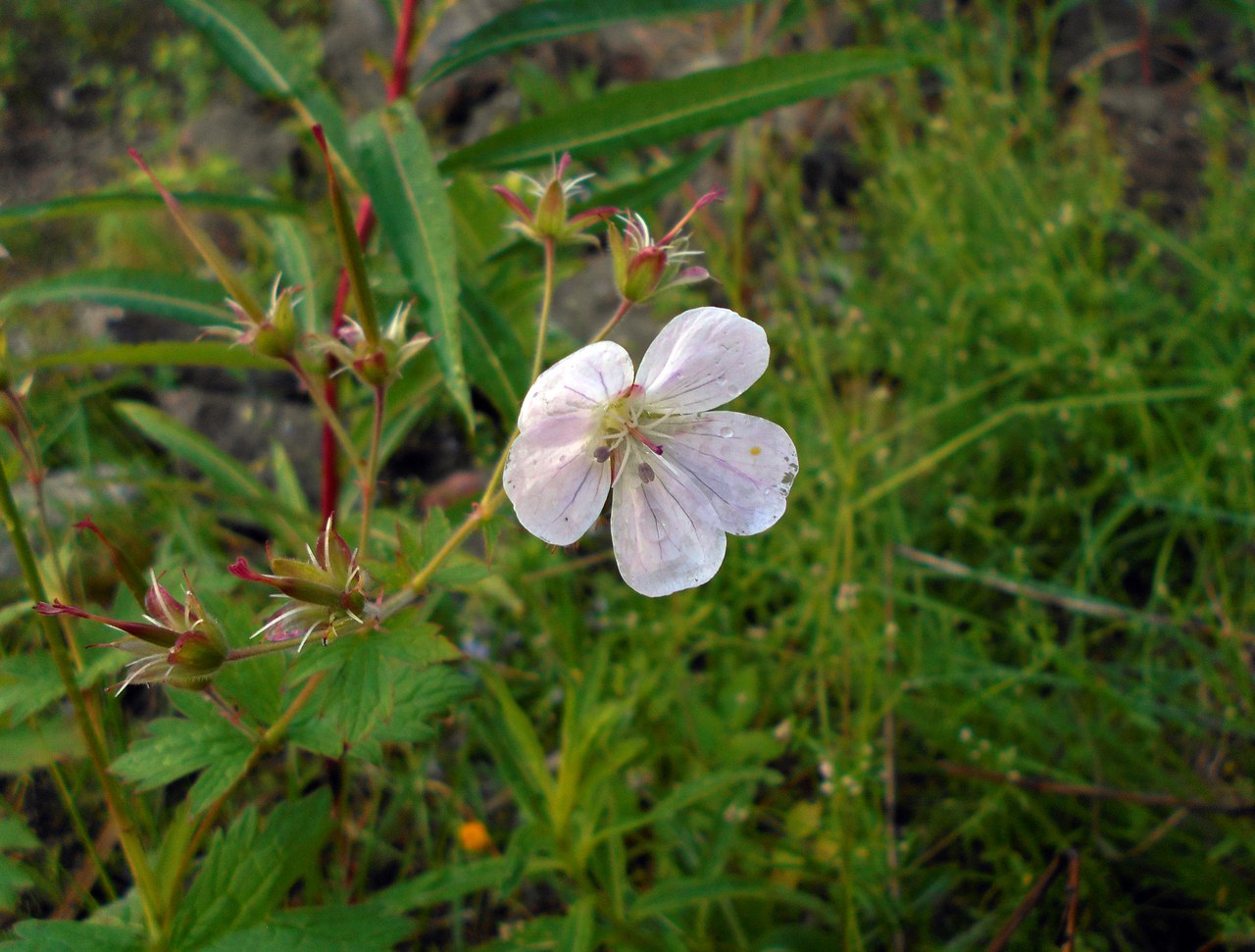 Изображение особи Geranium sylvaticum.