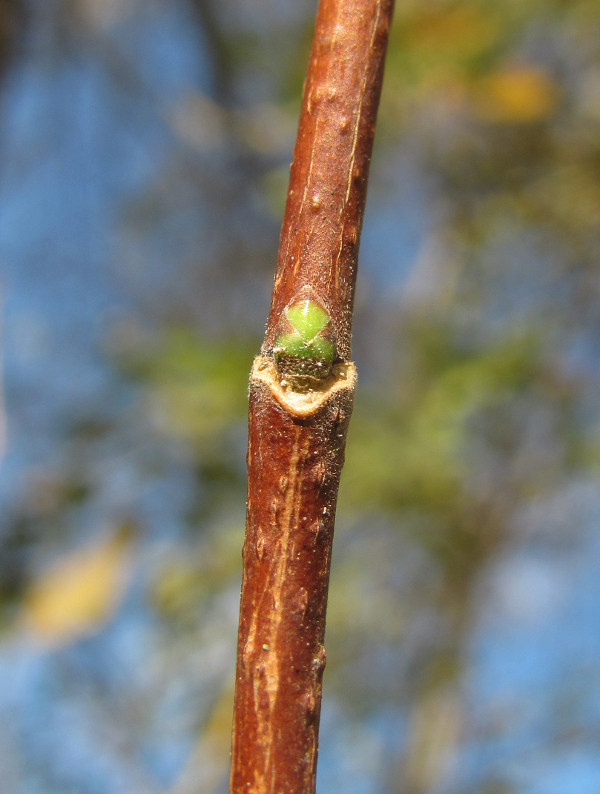 Image of Acer campestre specimen.