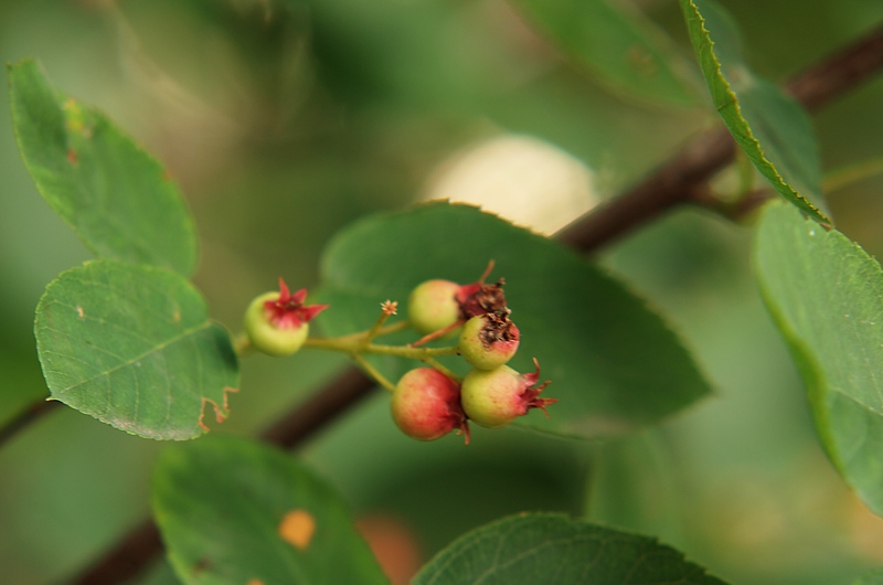 Image of Amelanchier spicata specimen.