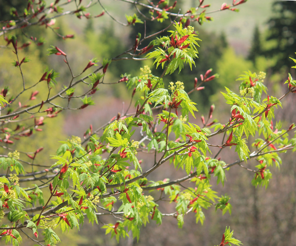 Image of Acer trautvetteri specimen.