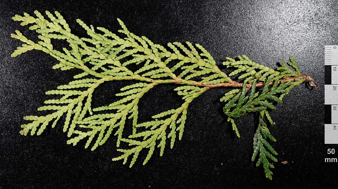 Image of Thuja occidentalis specimen.