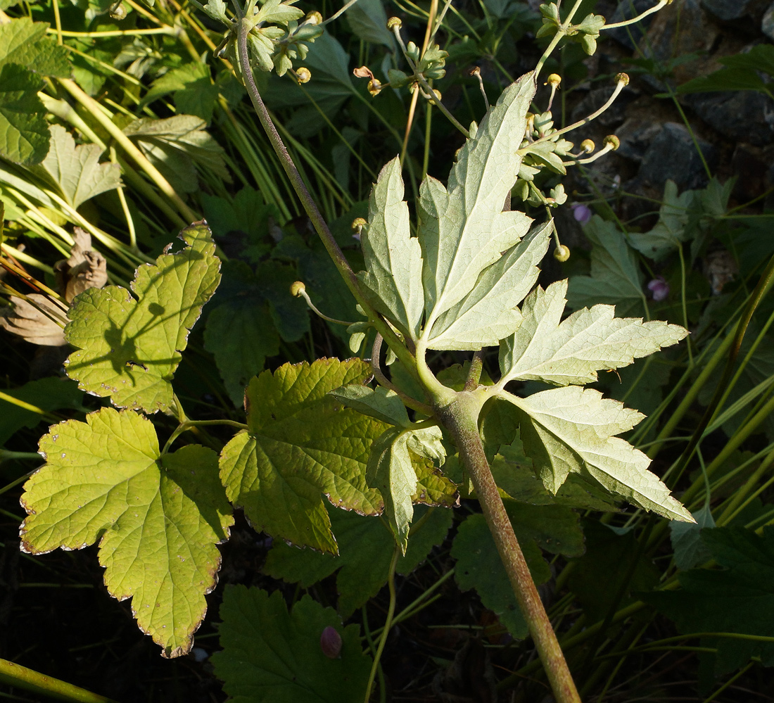 Image of Anemone hupehensis specimen.