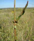 Rumex thyrsiflorus. Лист и фрагмент стебля в средней части побега. Республика Мордовия, Большеберезниковский р-н, окр. с. Вейсэ, грунтовая дорога по верху открытого склона с выходами мергелисто-меловых пород. 5 августа 2016 г.