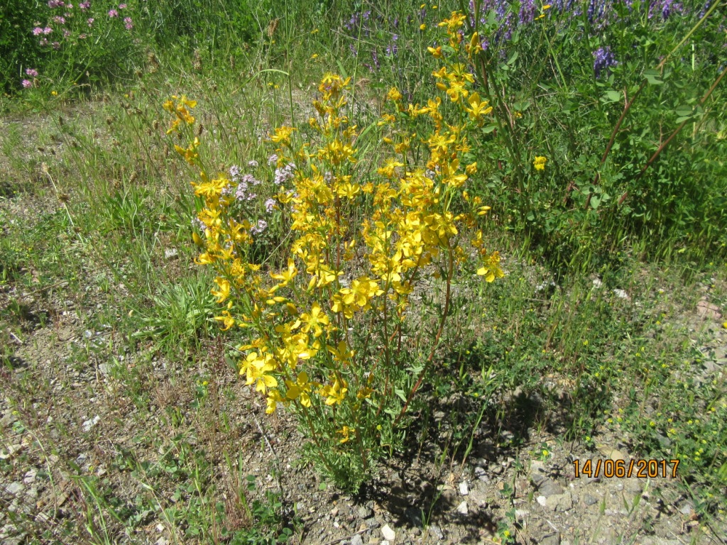 Image of Hypericum elongatum specimen.