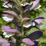 Acanthus spinosus