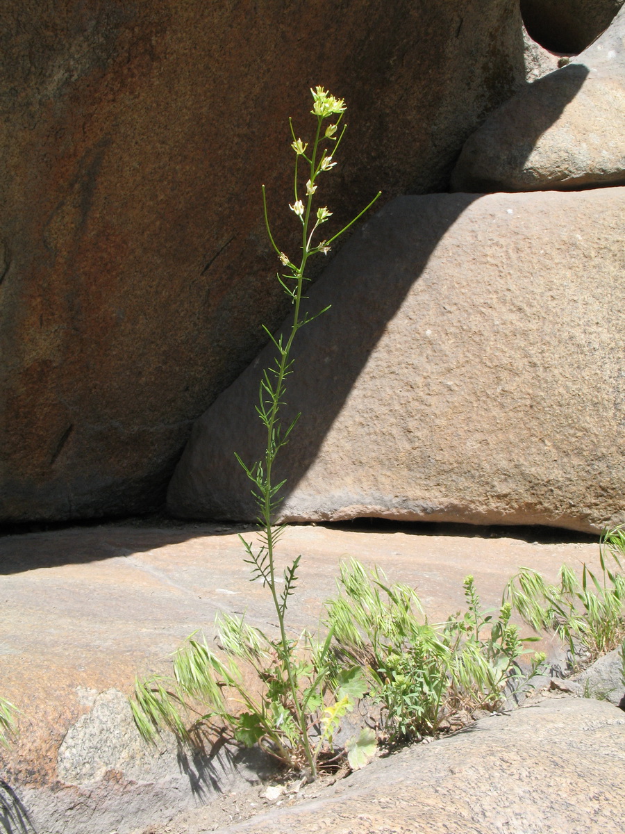 Image of Sisymbrium altissimum specimen.