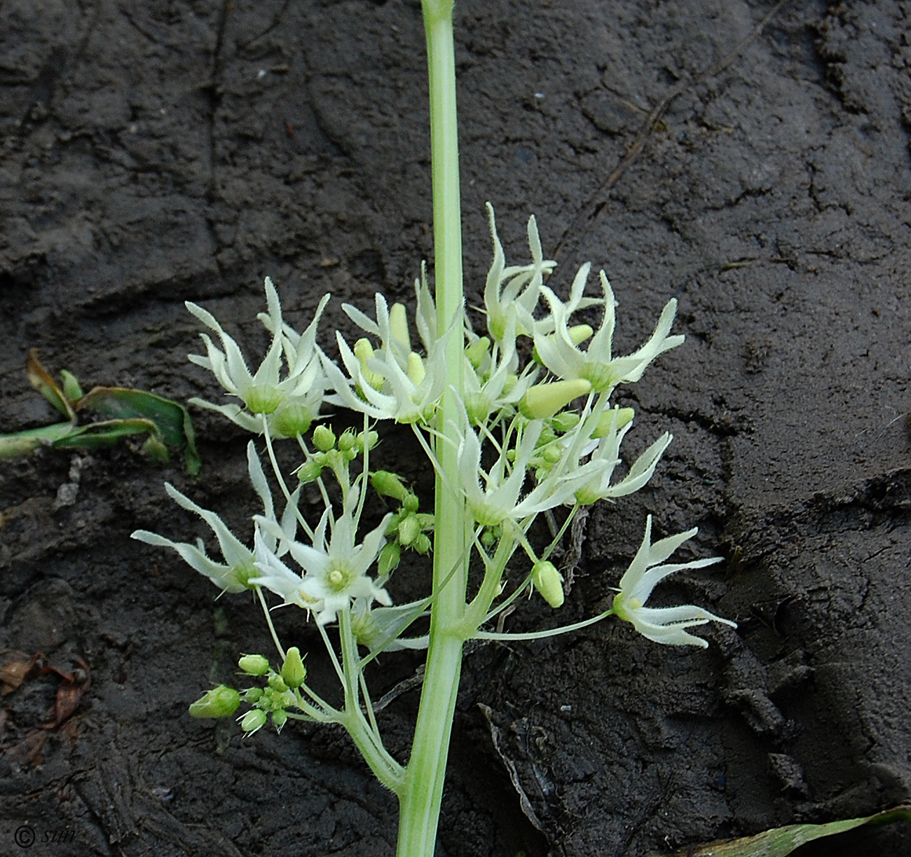 Изображение особи Echinocystis lobata.