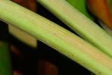 Ananas lucidus. Часть листа. Таиланд, о-в Пхукет, ботанический сад. 16.01.2017.
