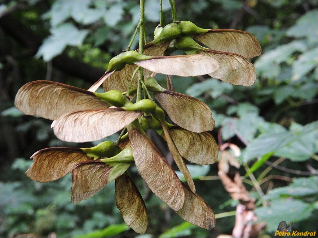 Image of Acer pseudoplatanus specimen.