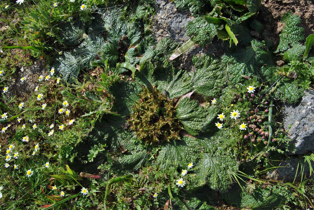 Image of Arctopus echinatus specimen.