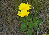 Hypochaeris radicata. Верхушки побегов с соцветиями. Украина, Ивано-Франковская обл., Болеховский горсовет, Поляницкий сельсовет, Поляницкий региональный ландшафтный парк, ур. Каменный, на лугу. 15.09.2017.