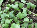 Crambe tataria