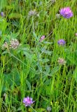 Psoralea подвид pontica