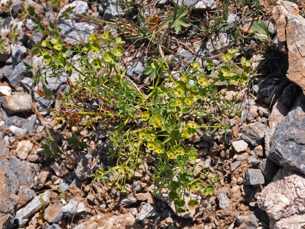 Image of Euphorbia pamirica specimen.