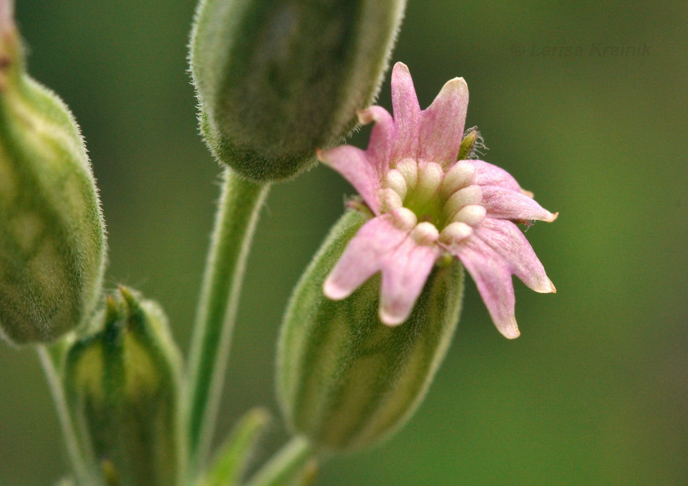 Image of Silene aprica specimen.