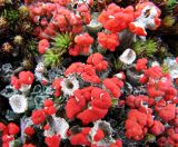 Cladonia deformis