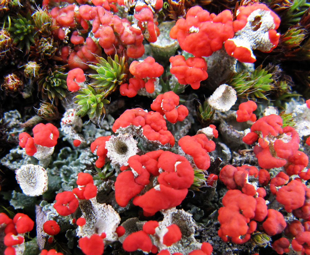 Изображение особи Cladonia deformis.