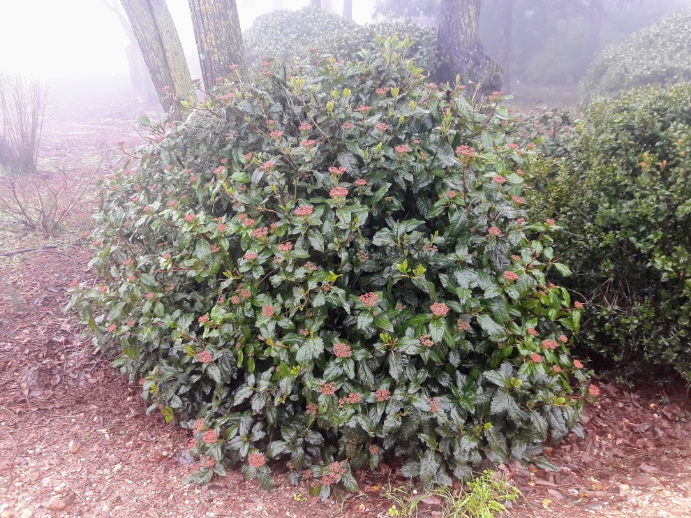 Image of Viburnum tinus specimen.