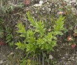 Kemulariella caucasica. Цветущее растение. Кабардино-Балкария, Эльбрусский р-н, склон г. Чегет, верхняя часть субальпийского луга. 19.08.2009.