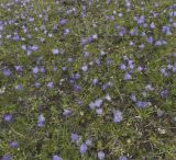 Campanula biebersteiniana. Цветущие растения. Кабардино-Балкария, южный склон Эльбруса, альпийский луг на высоте 3250 м, рядом со старой дорогой, которая идет на станцию \"Мир\". 19.07.2009.