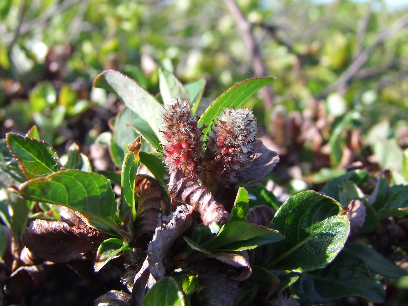 Image of Salix khokhriakovii specimen.