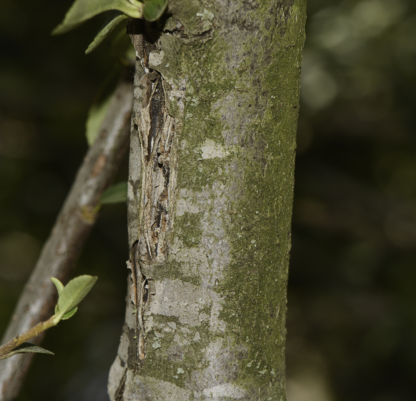 Image of Pyracantha rogersiana specimen.