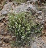 Stachys swainsonii