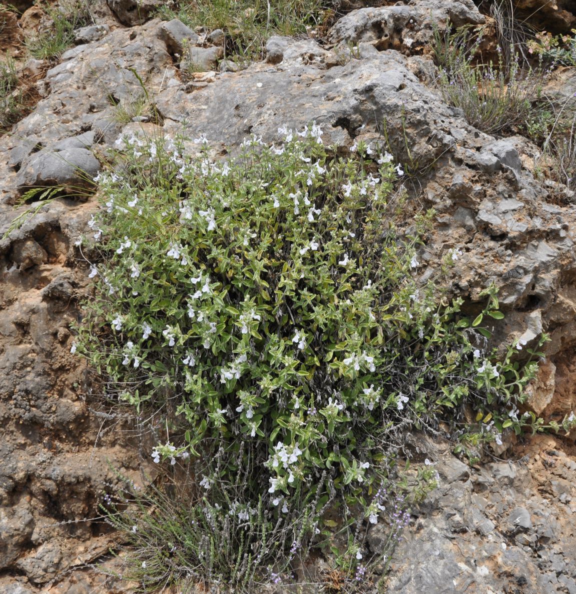 Image of Stachys swainsonii specimen.