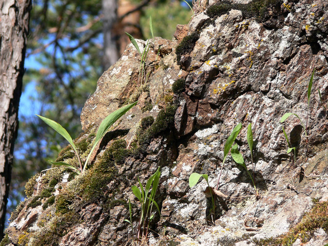 Image of Scorzonera glabra specimen.