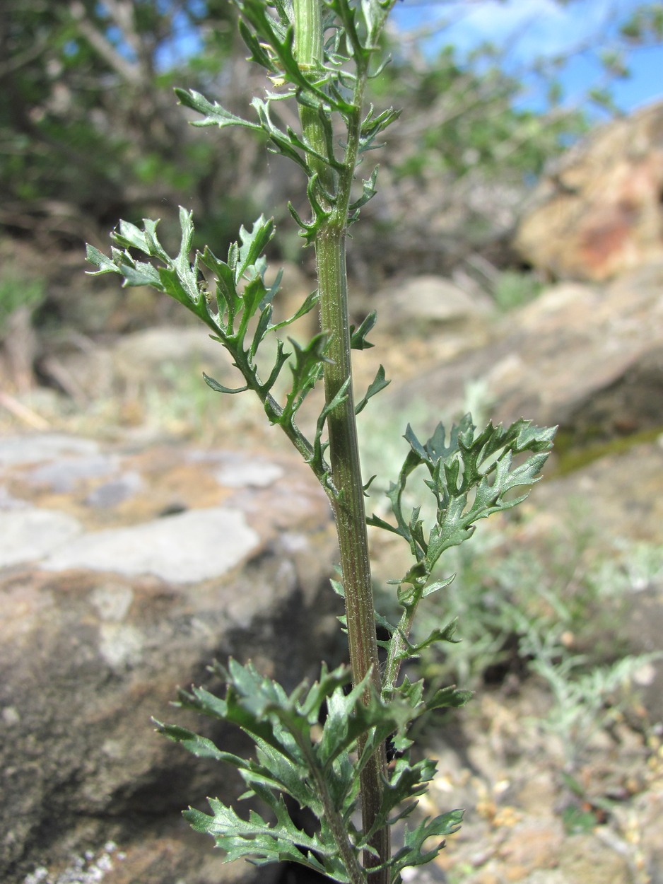 Image of Senecio jacobaea specimen.