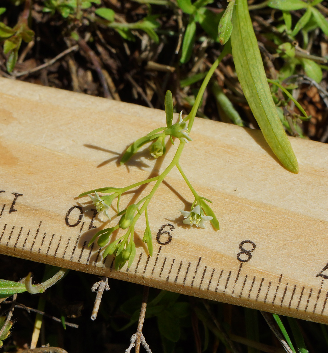 Image of genus Thesium specimen.