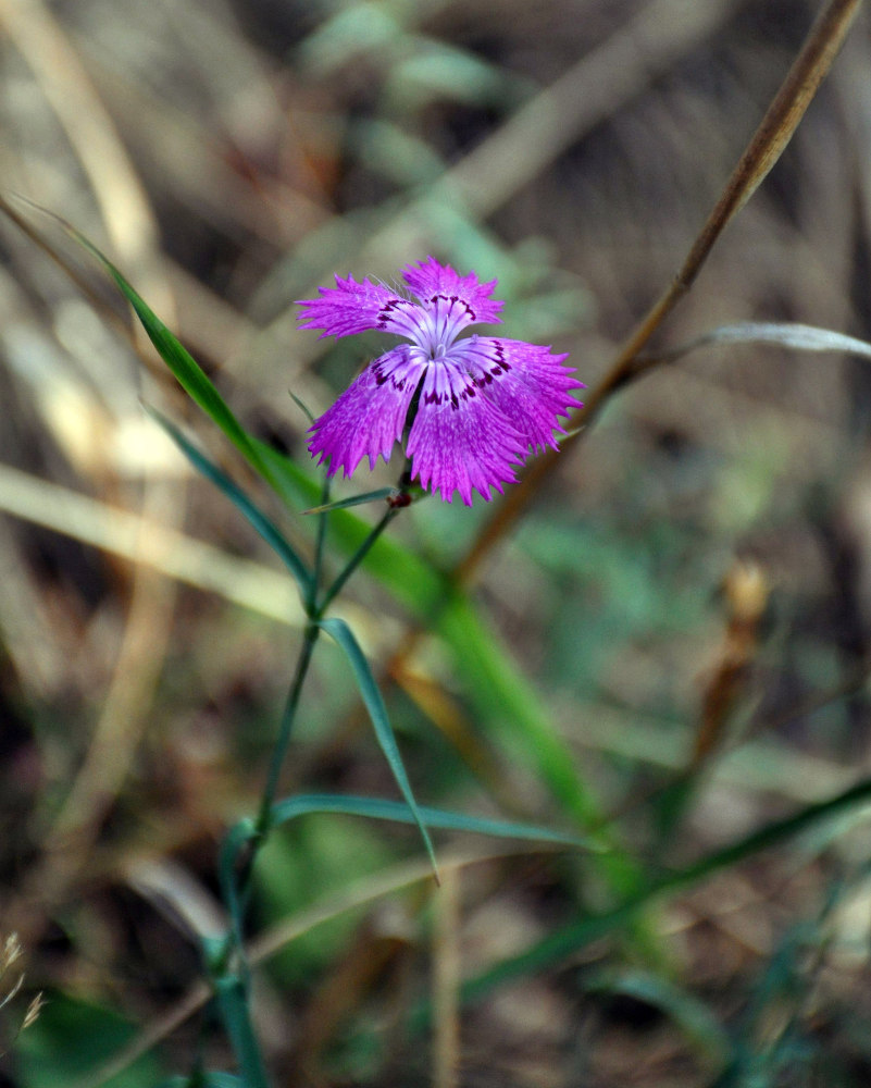 Image of Dianthus fischeri specimen.