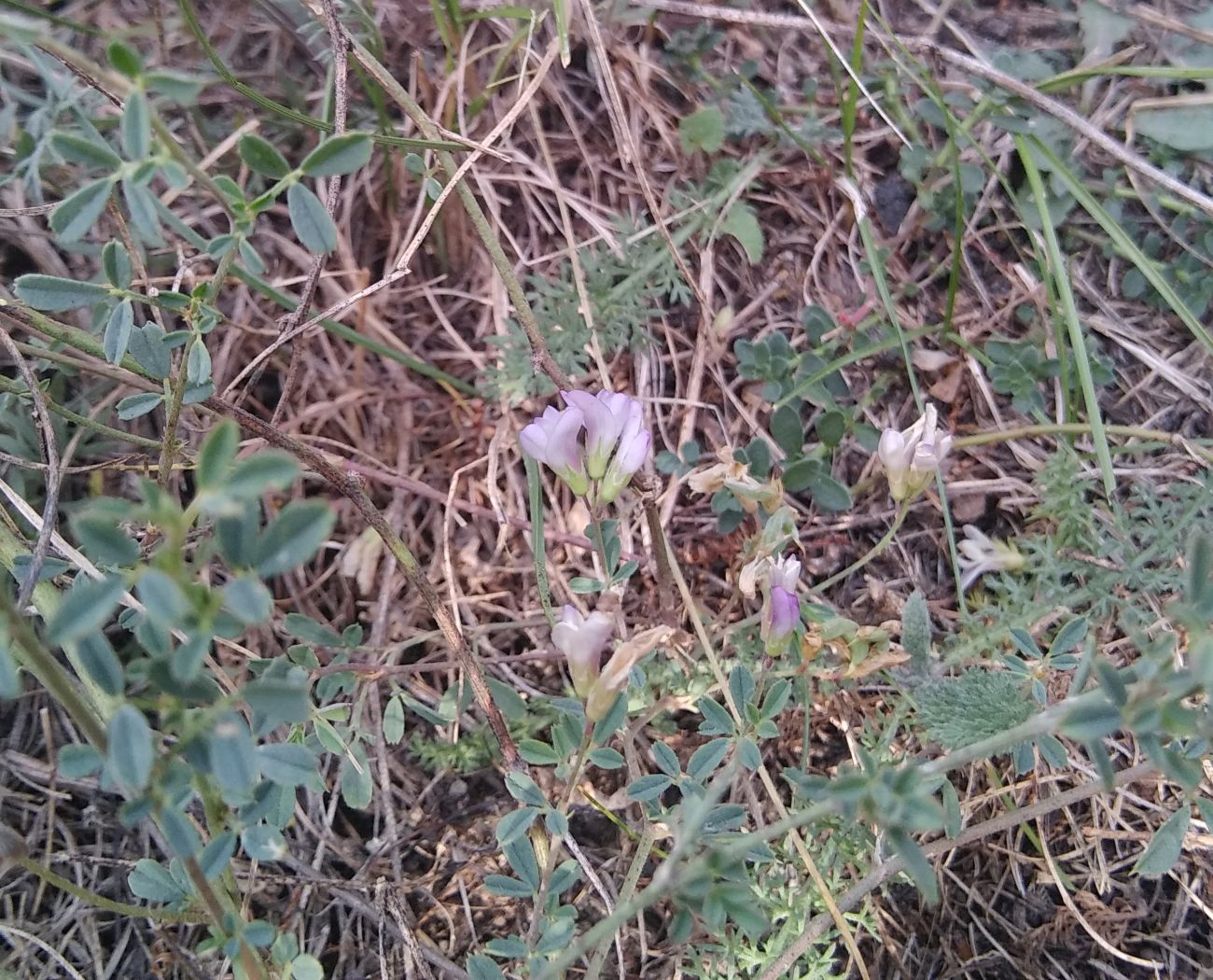 Изображение особи семейство Fabaceae.