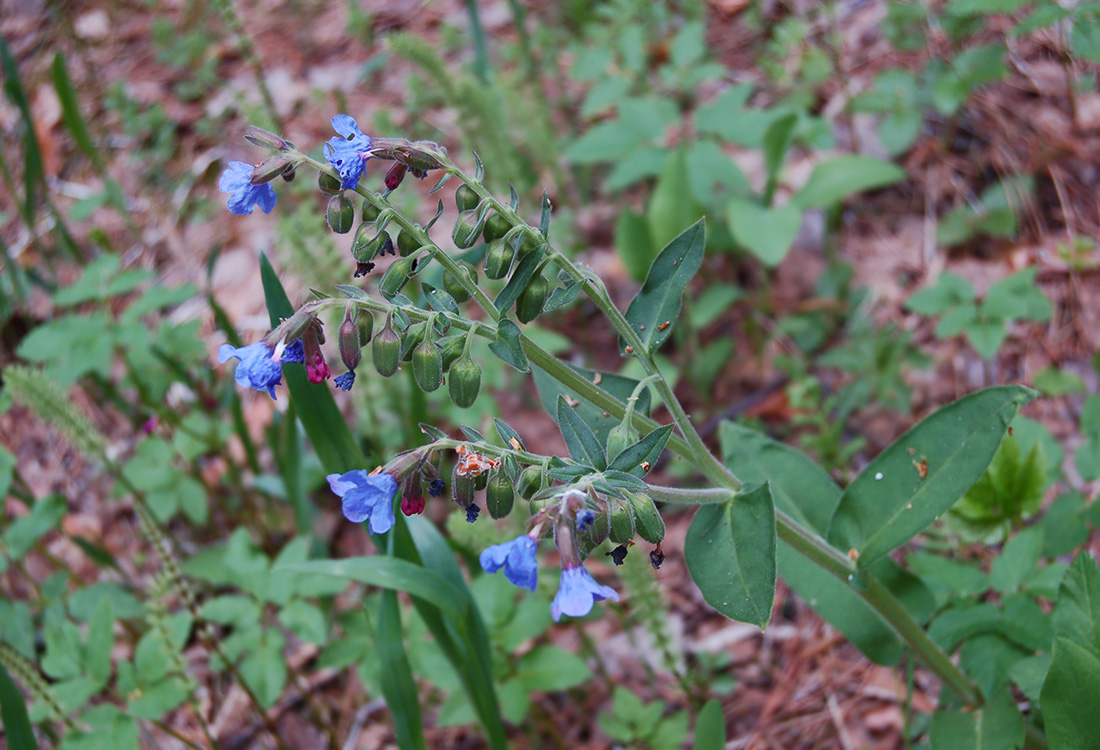 Image of Pulmonaria mollis specimen.