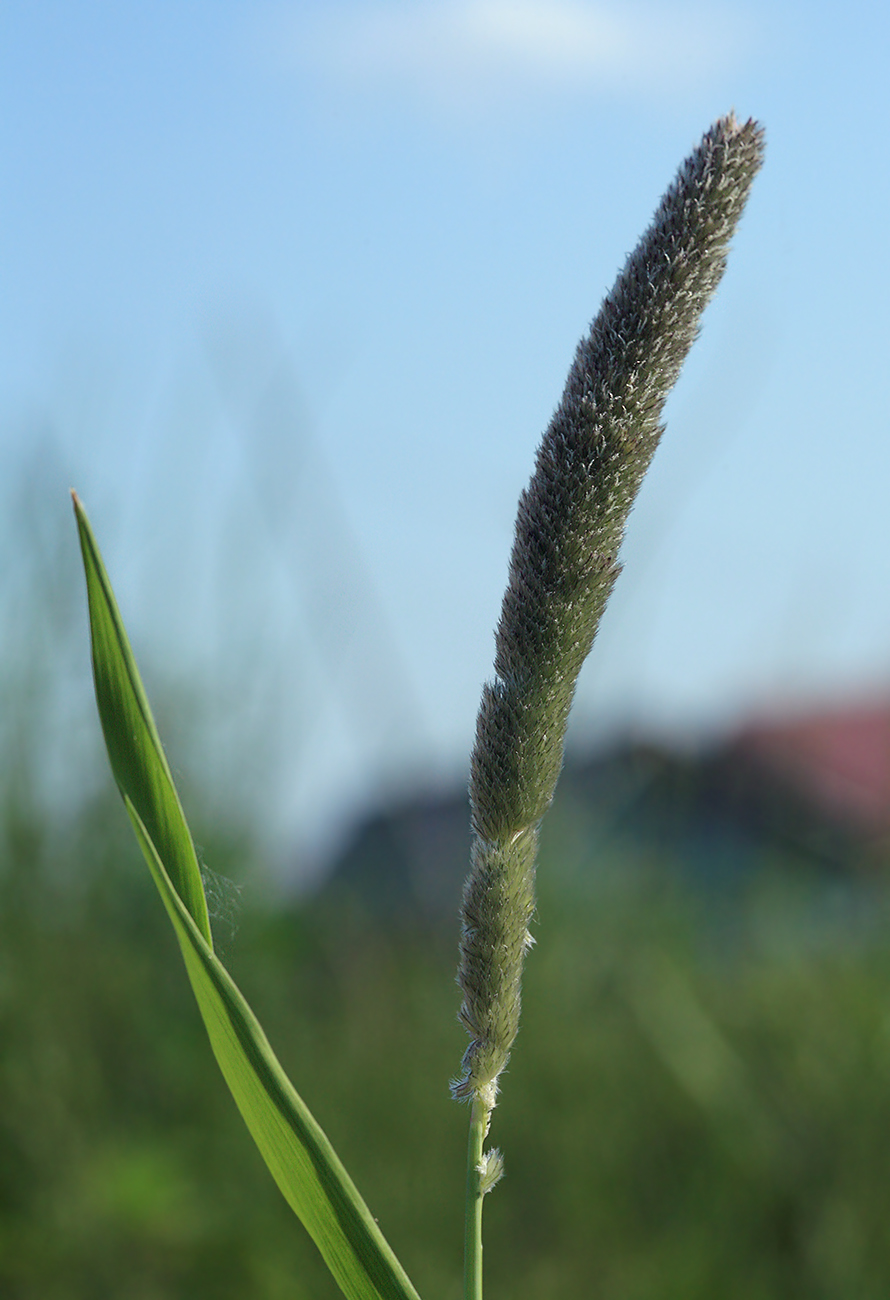 Изображение особи Alopecurus arundinaceus.