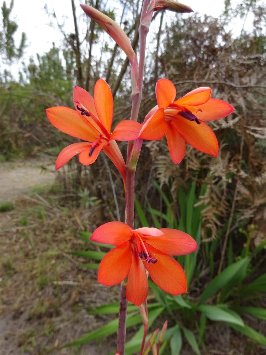 Изображение особи Watsonia tabularis.